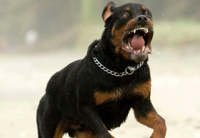 rott-2