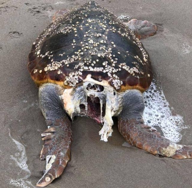 tartaruga marina decapitata