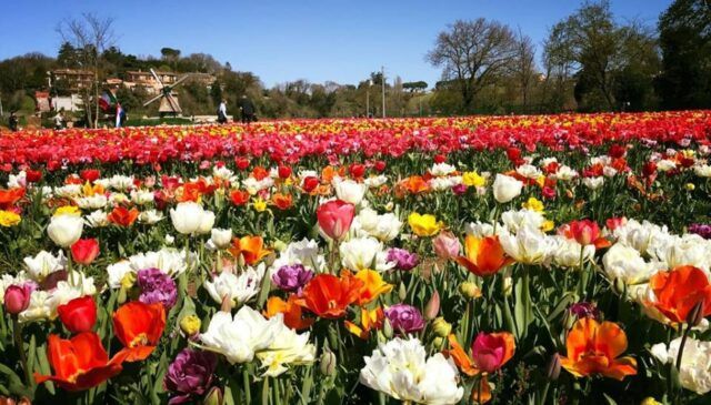 tulipark