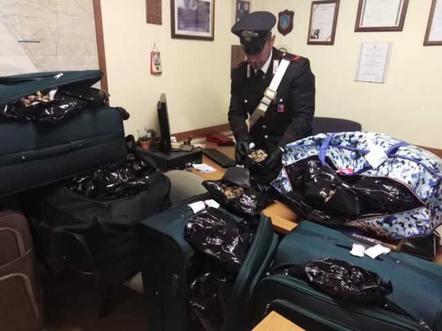 ANZIO - I bulbi sequestrati dai Carabinieri (2)