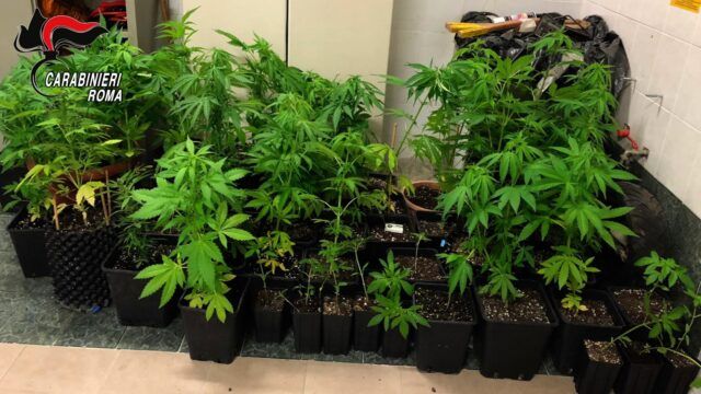 Le piante di marijuana sequestrate dai Carabinieri morlupo