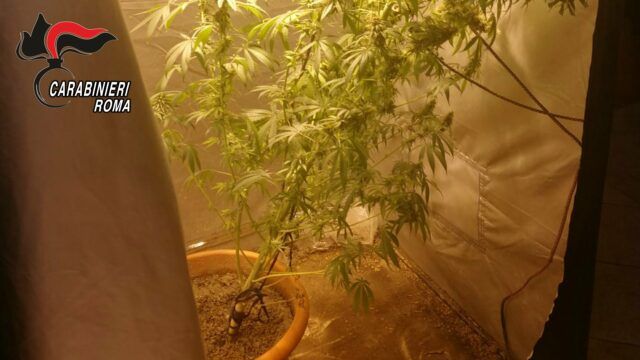 Le piante di marijuana sequestrate dai Carabinieri