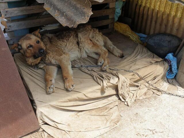 cane 1 nettuno