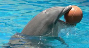 delfini lazio