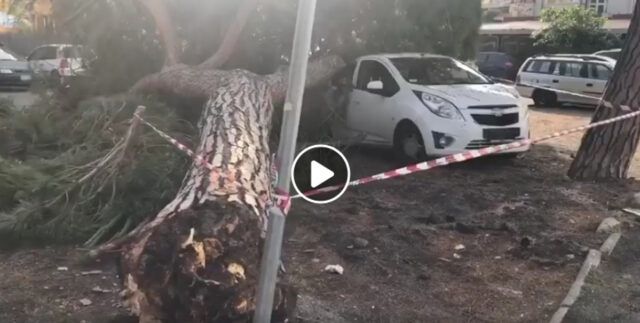pino ladispoli Ladispoli