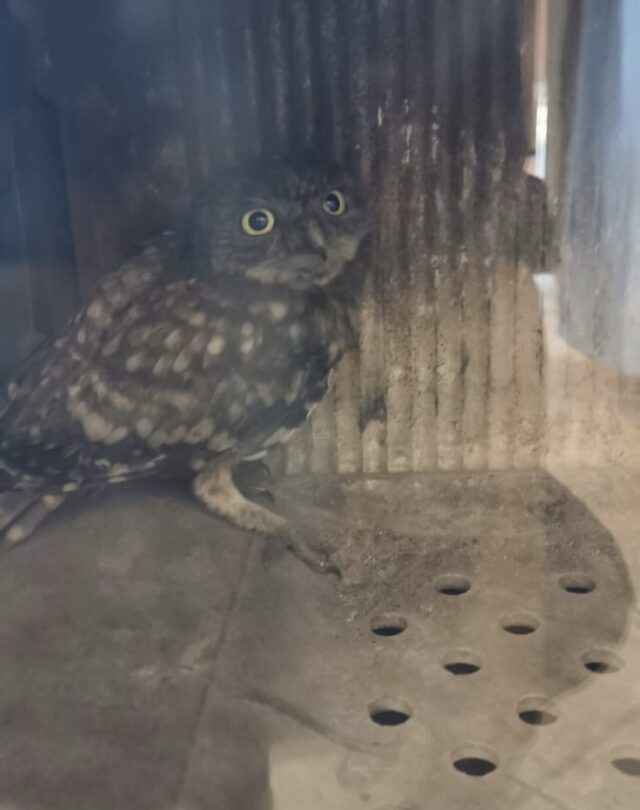 Torvaianica Trovato Un Cucciolo Di Civetta In Un Camino