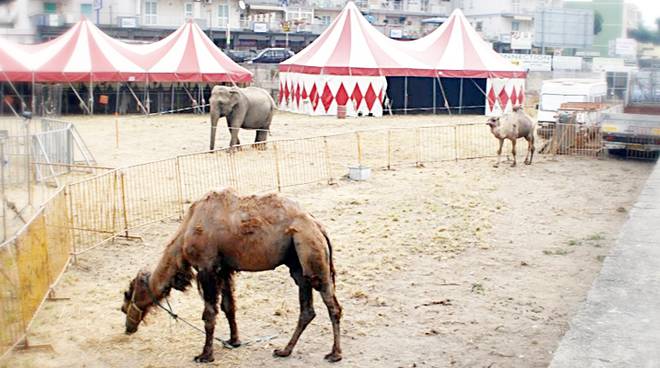 circo fiumicino