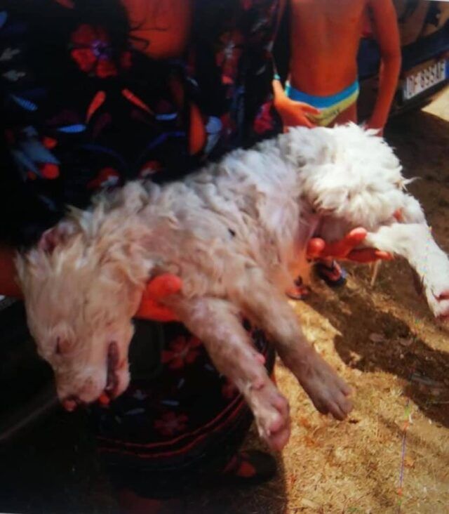 cane mezzo morto circeo