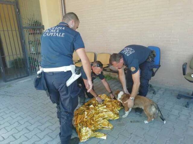cagnolino salvato