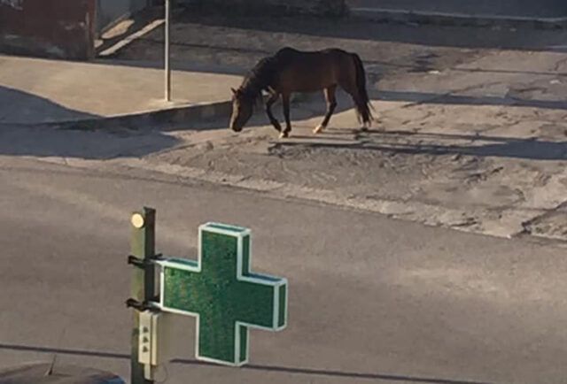 cavallos