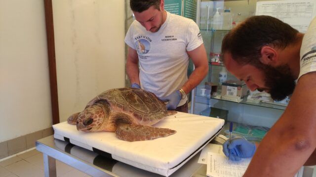 tartaruga marina zoomarine