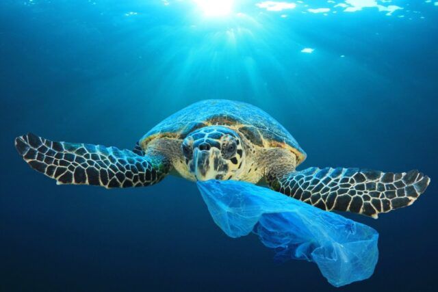 Plastica D'A-mare