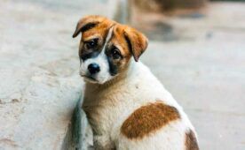 canile roma senza controlli veterinari