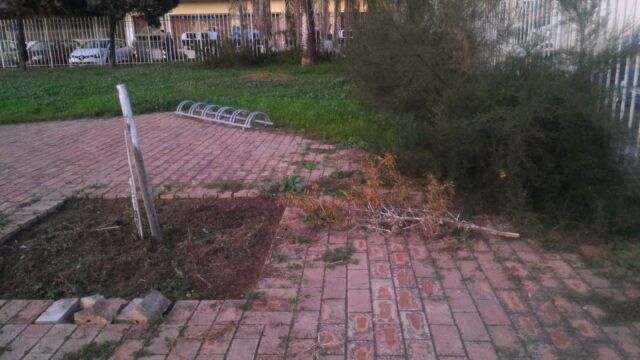 ostia nuova albero legalità