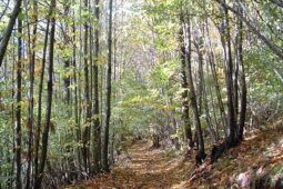 Dramma nel bosco, cacciatori scoprono il cadavere di un uomo