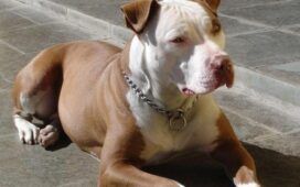 Pitbull morto in macchina