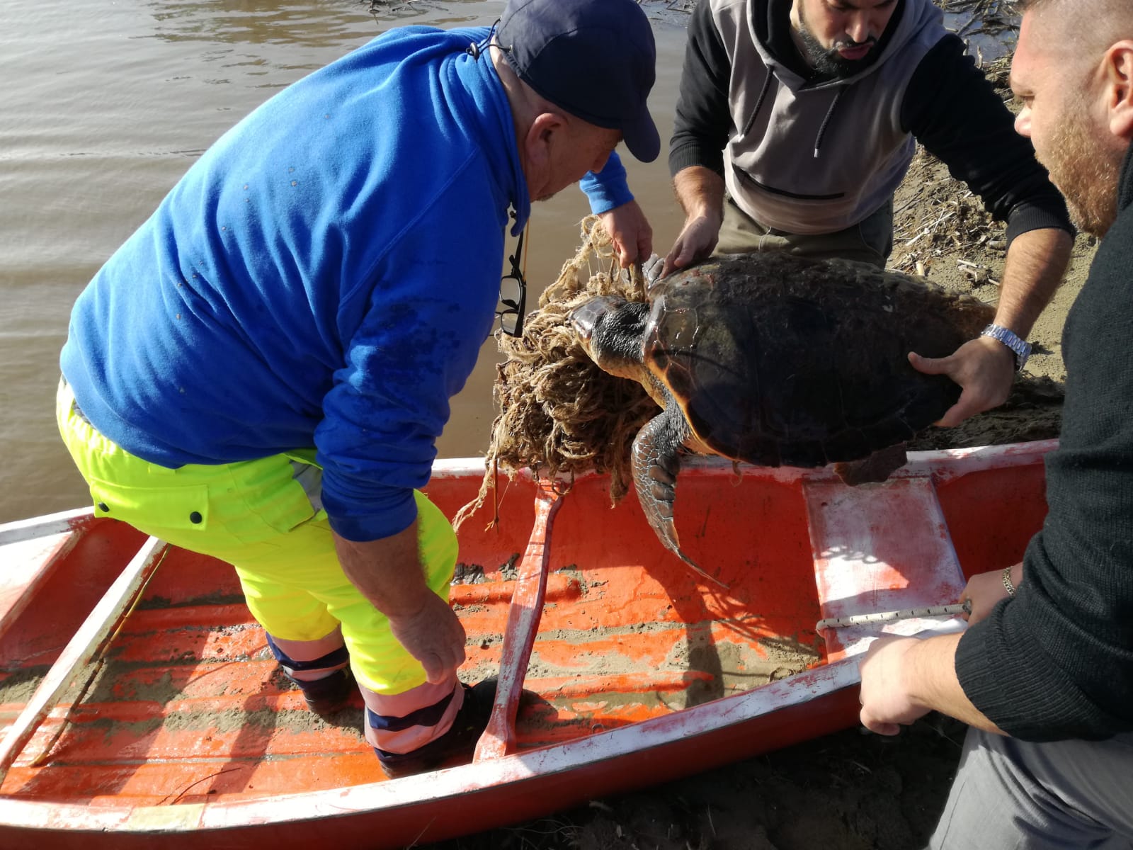 Anzio, salvata una tartaruga Caretta Caretta intrappolata da corde e reti