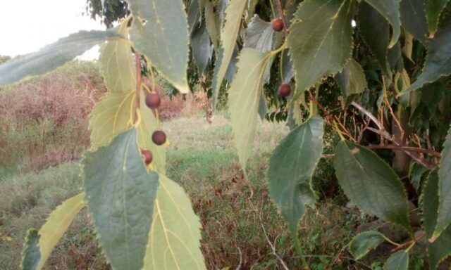 Milicucca