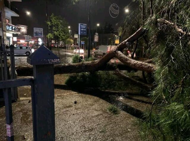albero caduto via Roma3