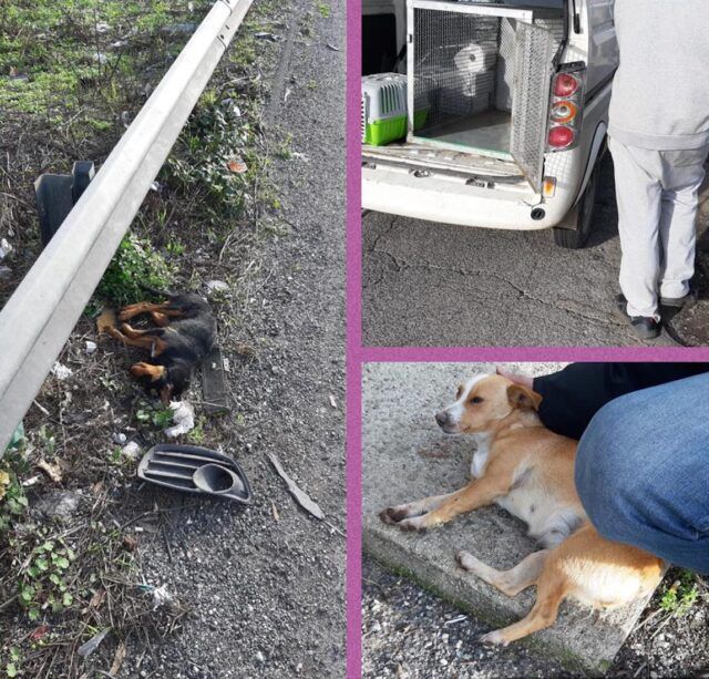 cani investiti Pontina
