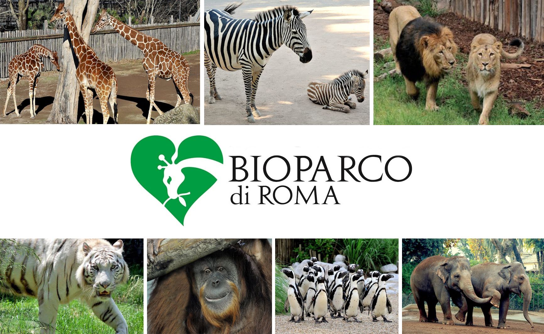 biglietti scontati del 50% al Bioparco per i residenti