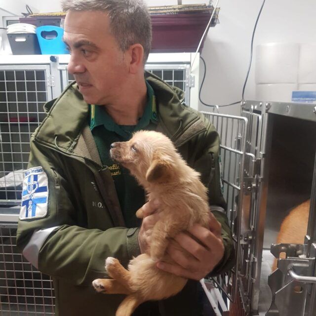 cagnolini abbandonati Pomezia