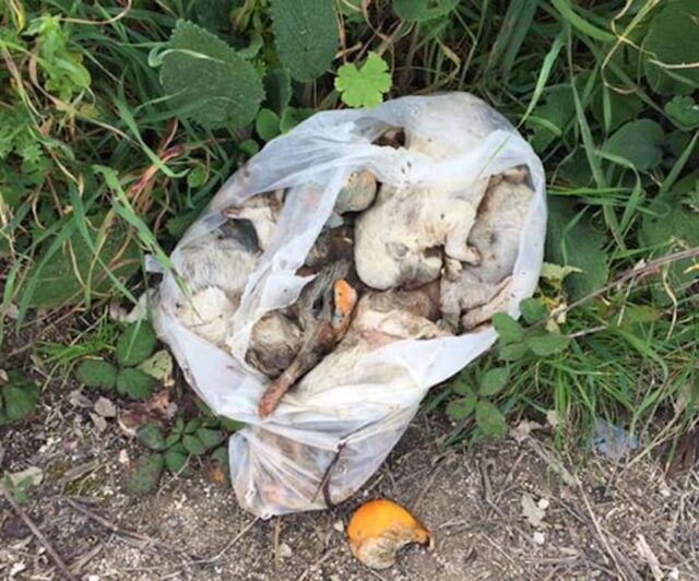 cuccioli uccisi pomezia
