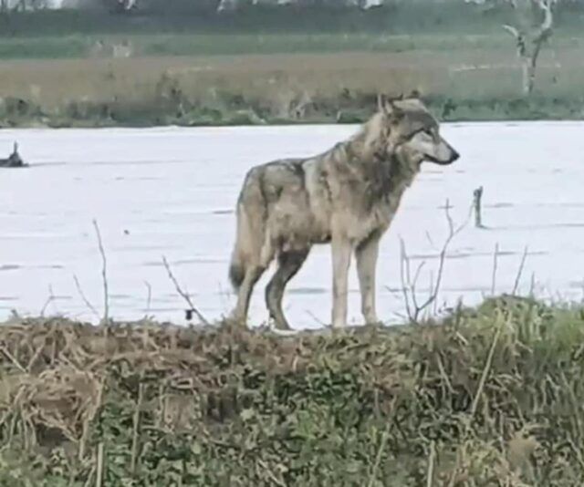 lupo