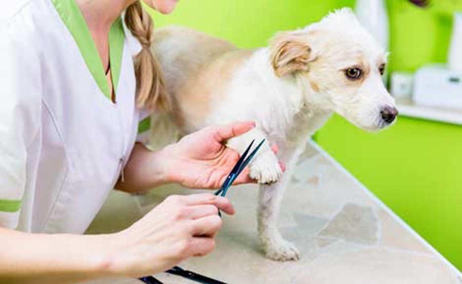 Roma, apre il primo ospedale pubblico per cani e gatti: la rivoluzione del Pet Care in Italia