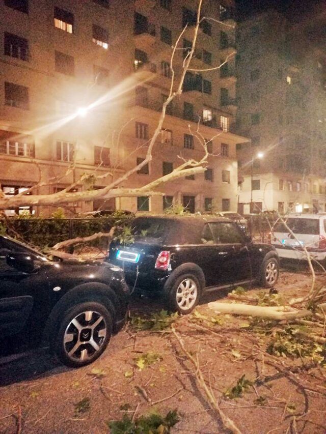 albero caduto parioli