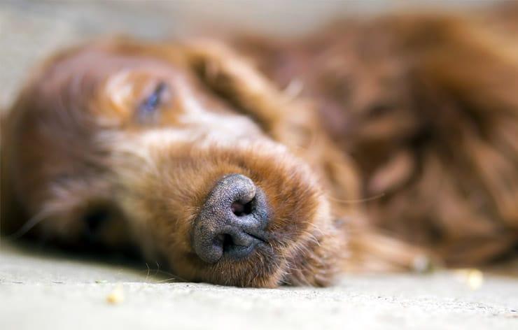 Investono e uccidono cane