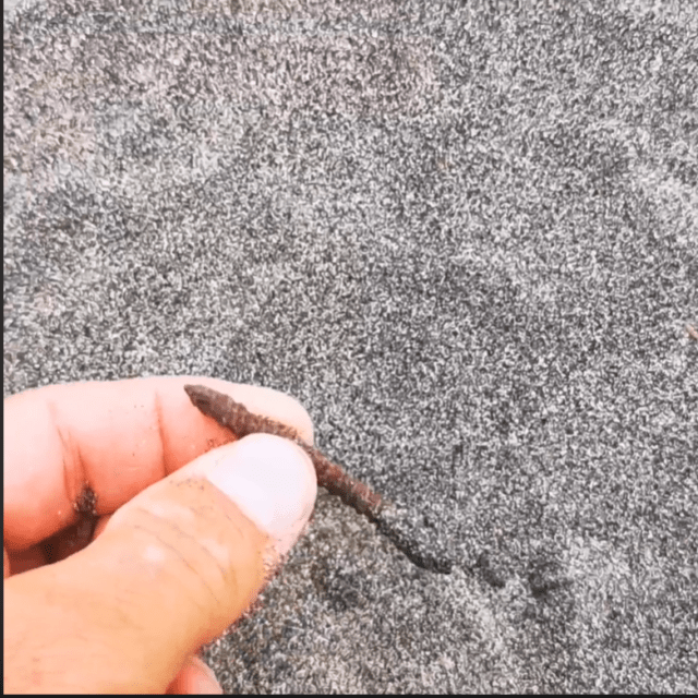 ostia
