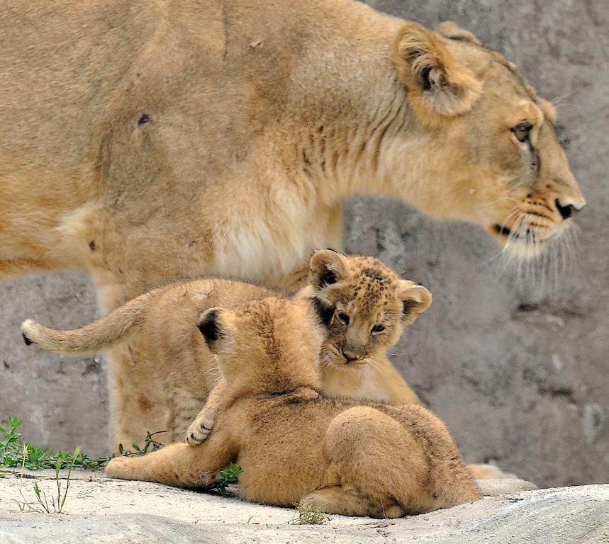 cuccioli leoni