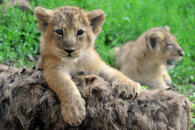 cuccioli leone bioparco