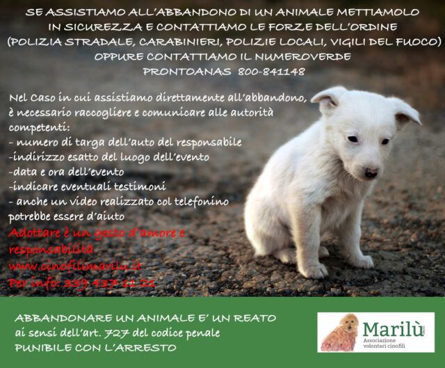 cani-abbandonati