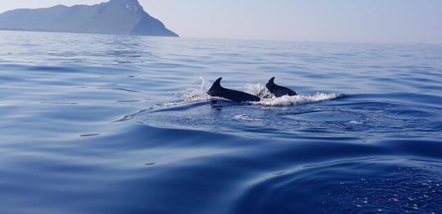 Delfini Al Circeo Le Immagini Fanno Il Giro Del Web Foto E Video