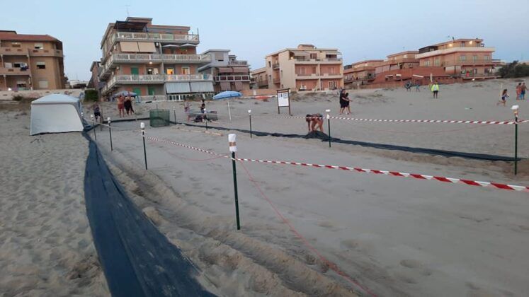 Torvaianica, stanno per schiudersi le uova di tartaruga Caretta Caretta: si potrà assistere, ecco come Torvaianica, stanno per schiudersi le uova di tartaruga Caretta Caretta: si potrà assistere, ecco come