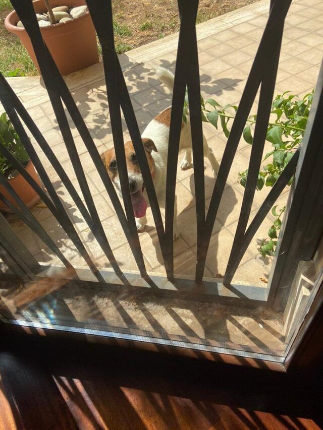 cane