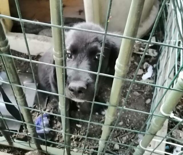 cane rapito
