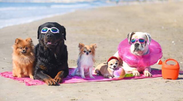 estate cani caldo