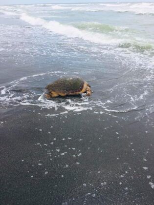 Dopo Torvaianica anche un’altra spiaggia laziale ‘accoglie’ una Caretta Caretta: le immagini