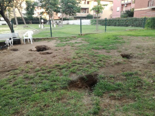 Buche pomezia