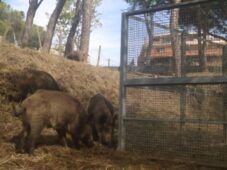 Cinghiali a Roma positivi alla peste suina