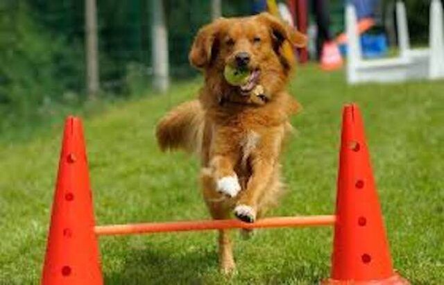 cane