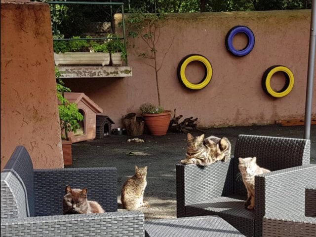 gatti2oasi