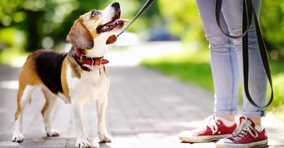 finge di avere un cane smarrito e chiede 500 euro per restituirlo