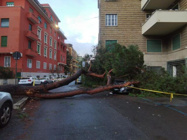 albero croollato Roma