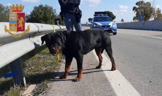 rottweiler pontina