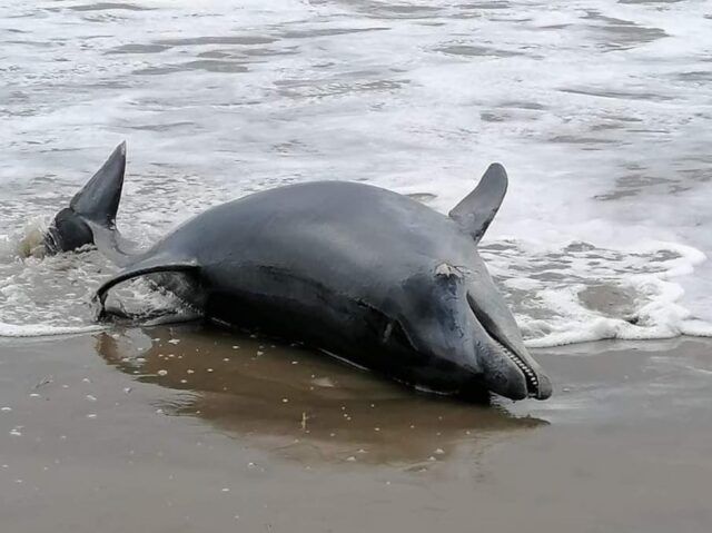 Ardea Trovato Delfino Spiaggiato E Il Secondo Dall Inizio Dell Anno