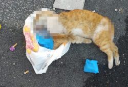 Gatto ucciso a Roma est